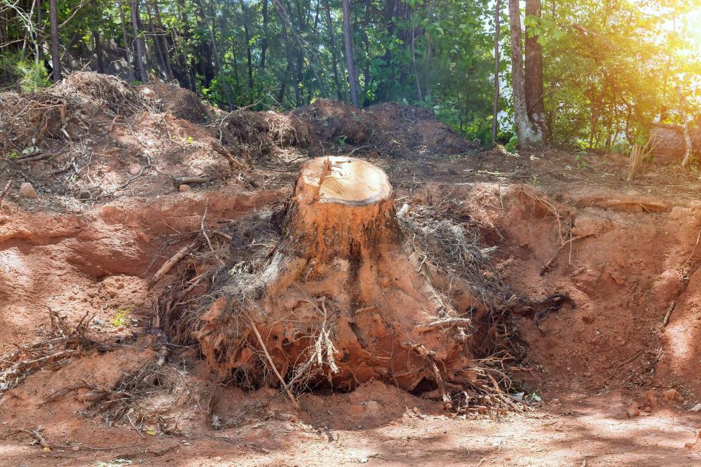 Enlèvement de souche à Roquebrune sur Argens